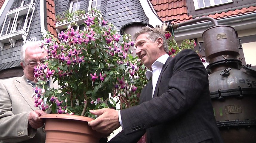 Fuchsien in der Traditionsbrennerei