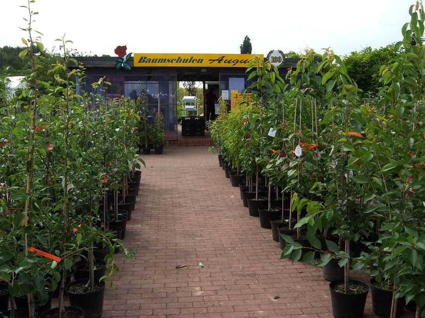 Rosenschau in Ellrich