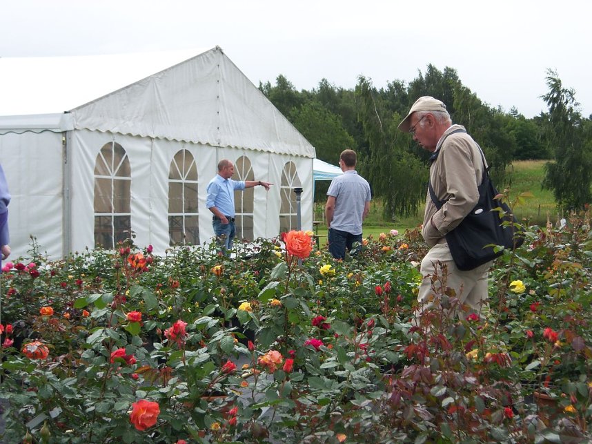 Rosenschau in Ellrich