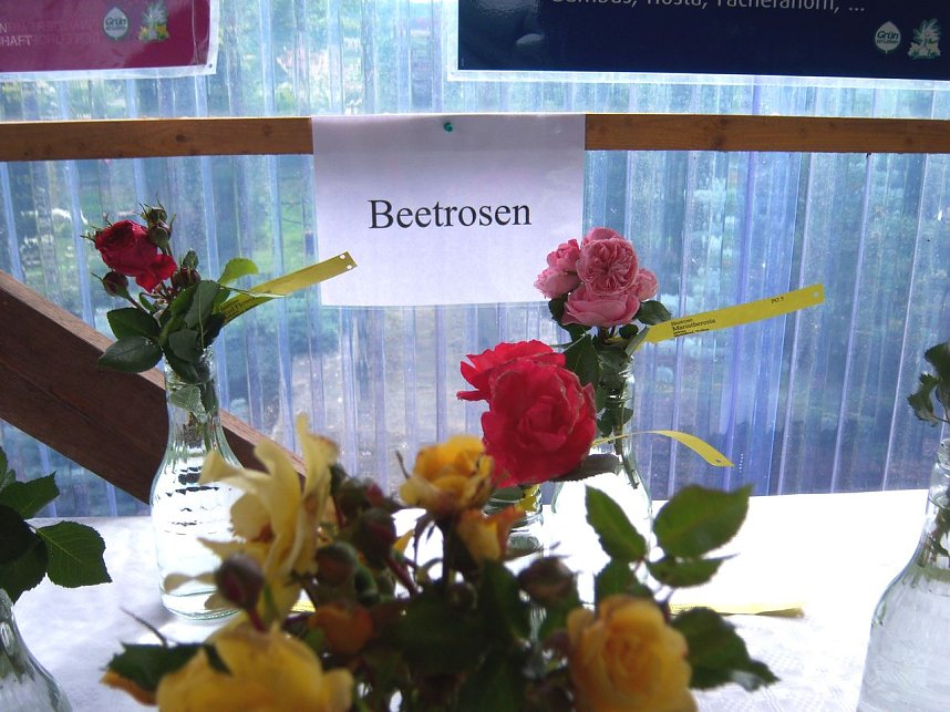 Rosenschau in Ellrich