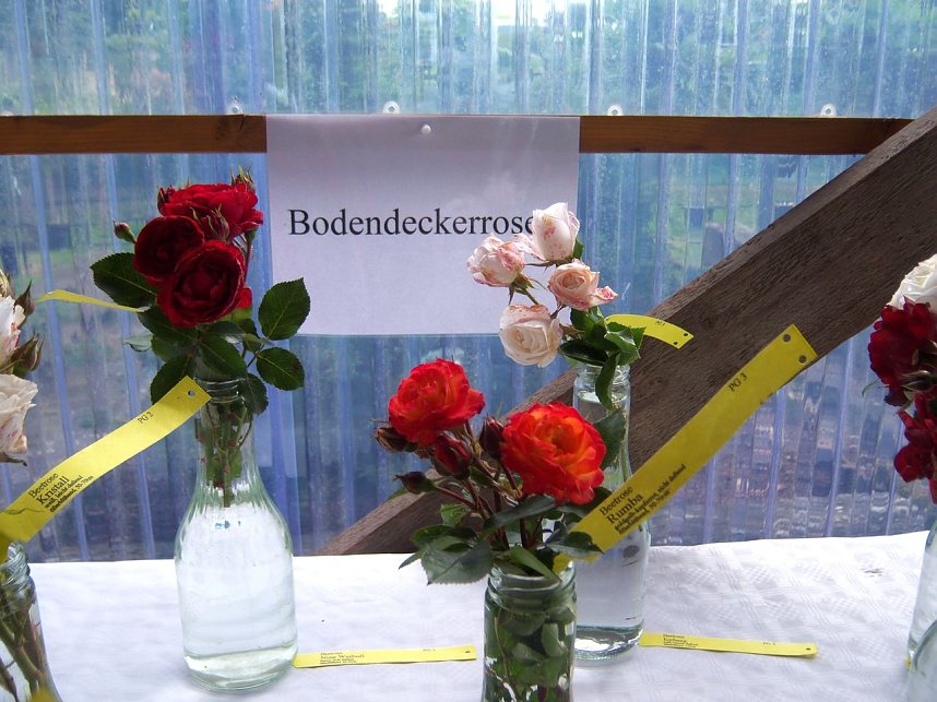 Rosenschau in Ellrich