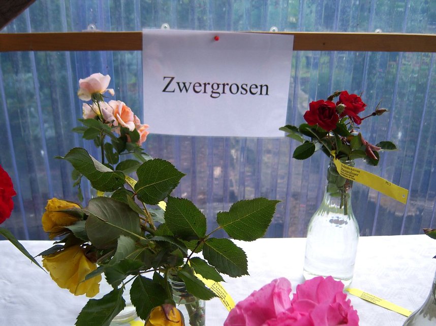 Rosenschau in Ellrich