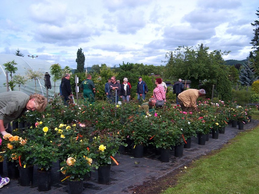 Rosenschau in Ellrich