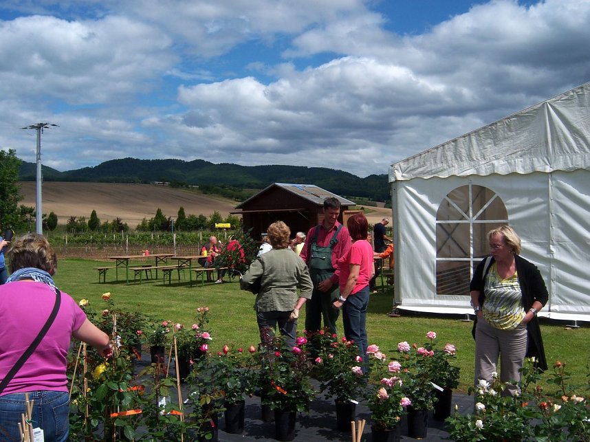 Rosenschau in Ellrich