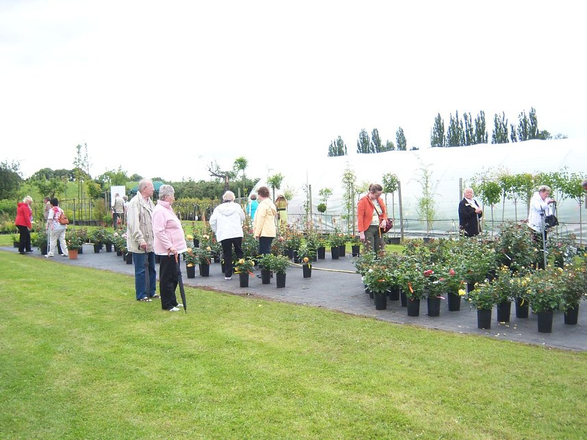 Rosenschau in Ellrich