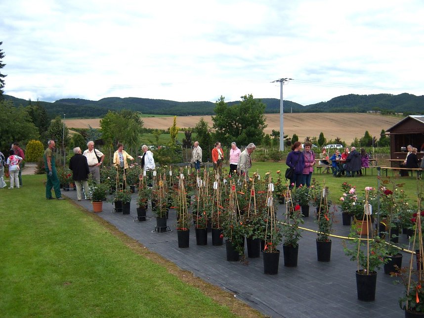 Rosenschau in Ellrich