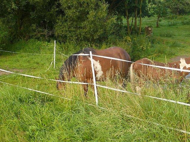 Pferd ausgeb&uuml;chst
