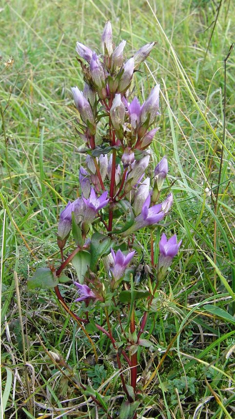 Halbtrockenrasen gem&auml;ht