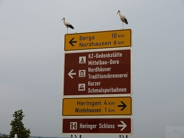 St&ouml;rche suchen Afrika