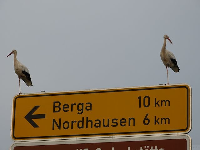 St&ouml;rche suchen Afrika