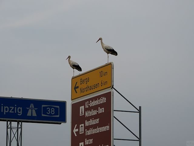 St&ouml;rche suchen Afrika