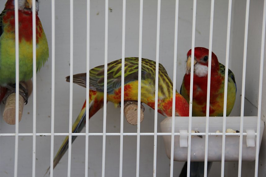 Bauernmarkt in Kallmerode