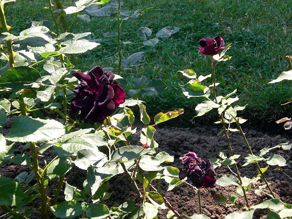 105 Jahre Europa-Rosarium