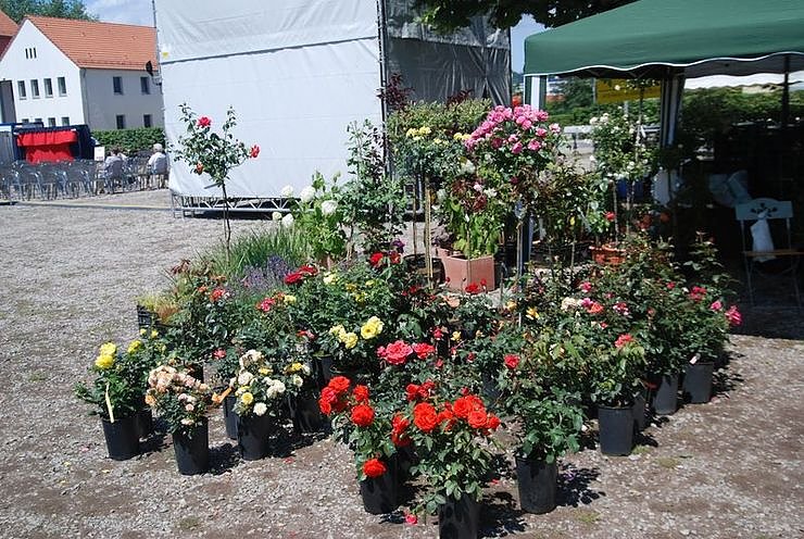 Rosenfest auf dem Nordh&auml;user Petersberg