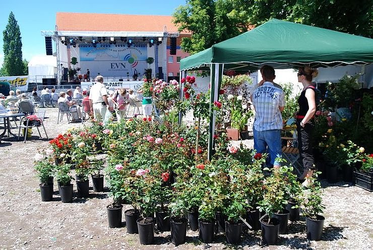 Rosenfest auf dem Nordh&auml;user Petersberg
