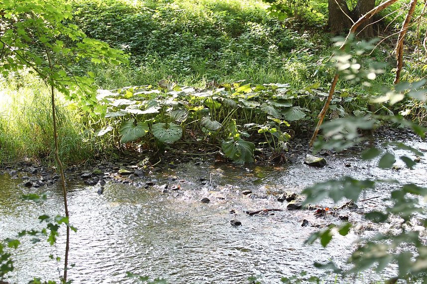 Zorgepegel: 5 Zentimeter