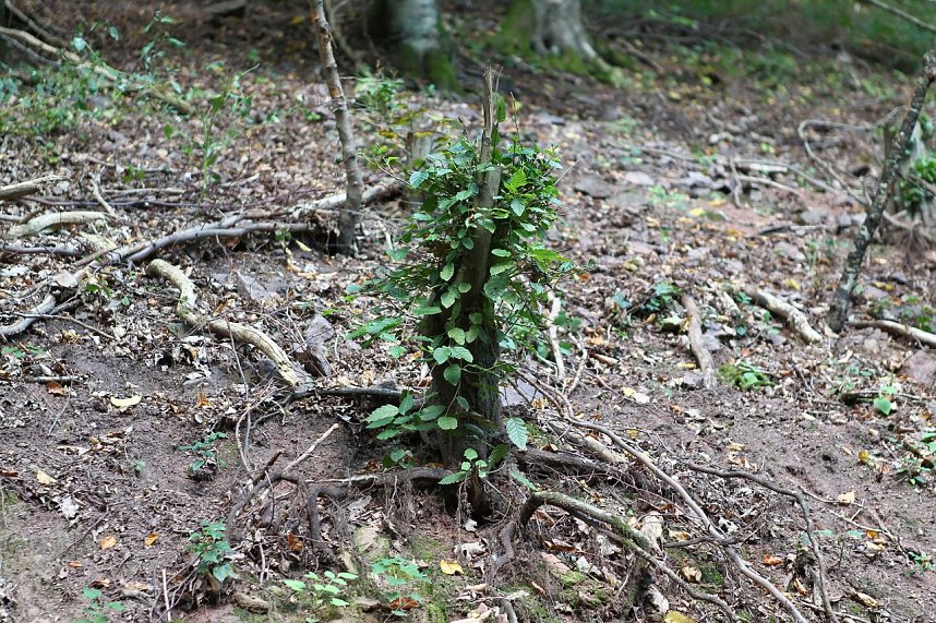 Auf dem Weg zum Braunsteinhaus