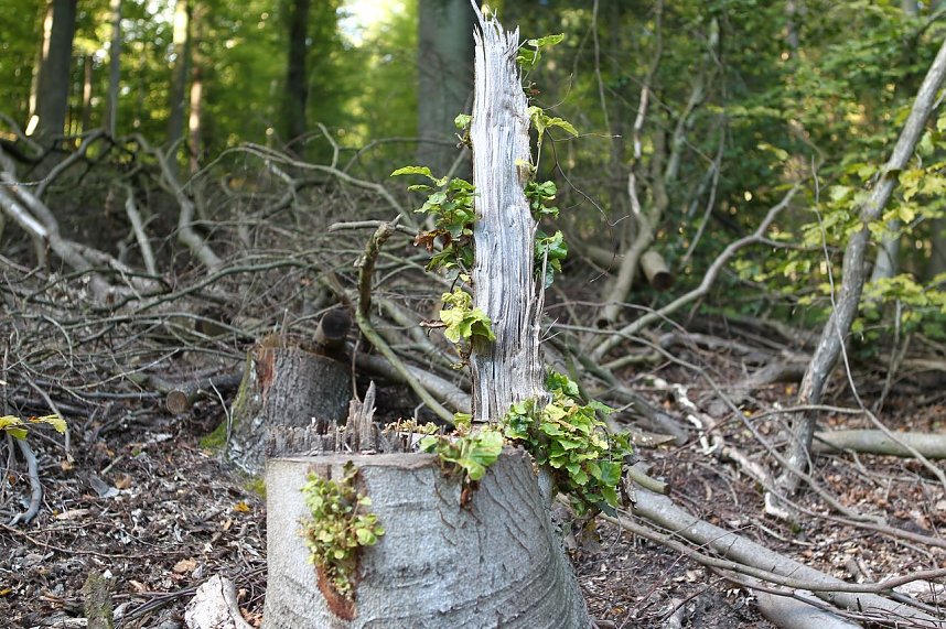 Auf dem Weg zum Braunsteinhaus