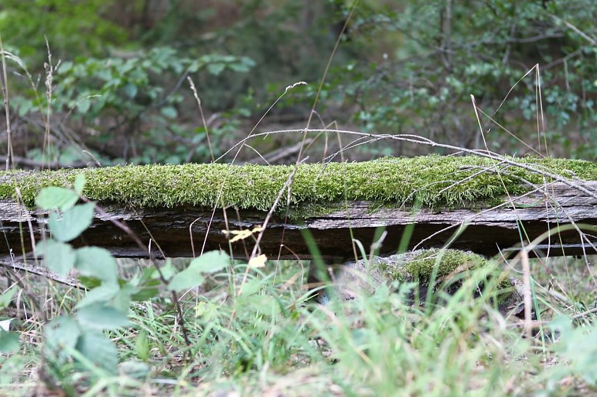 Auf dem Weg zum Braunsteinhaus