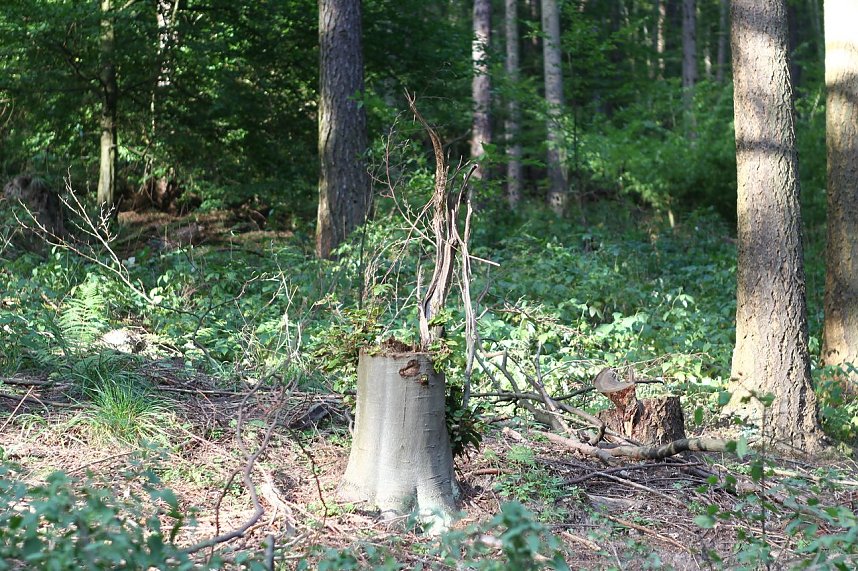 Auf dem Weg zum Braunsteinhaus