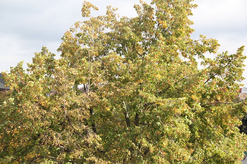 Der Herbst k&uuml;ndigt sich an