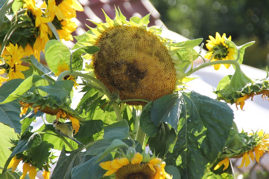Der Herbst k&uuml;ndigt sich an