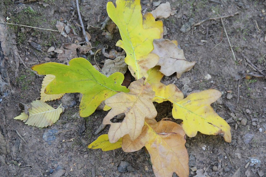 Der Herbst k&uuml;ndigt sich an