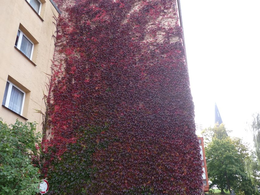 Herbstliches in Nordhausen