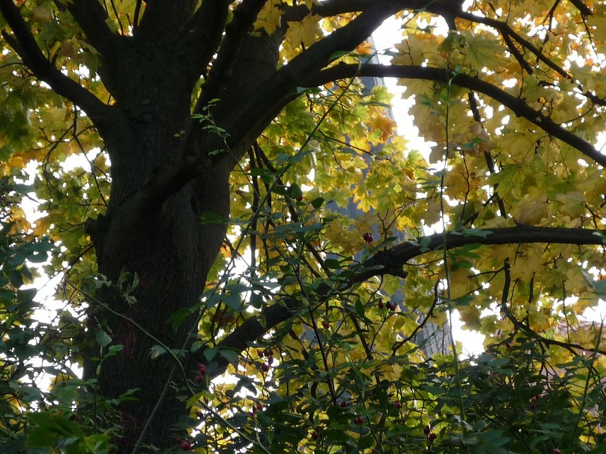 Herbstliches in Nordhausen