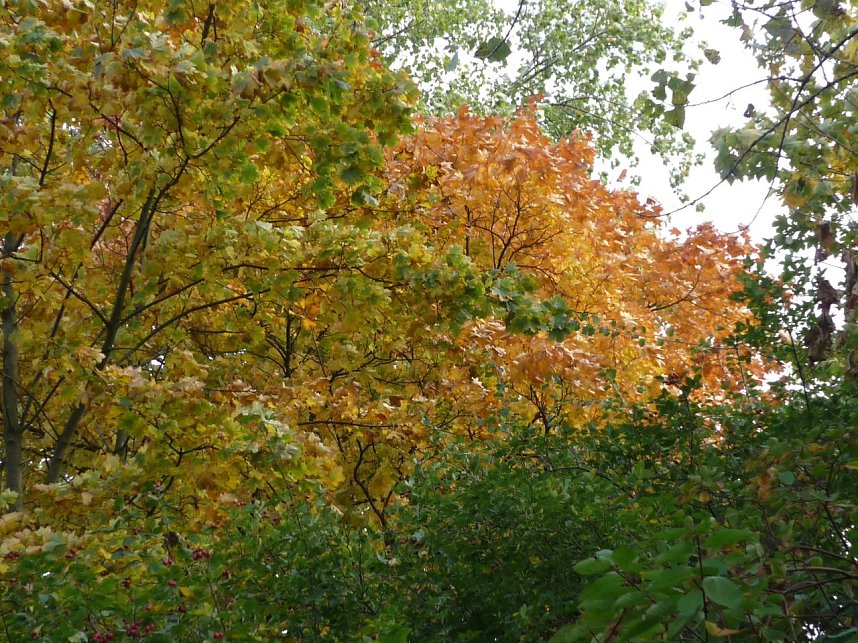 Herbstliches in Nordhausen
