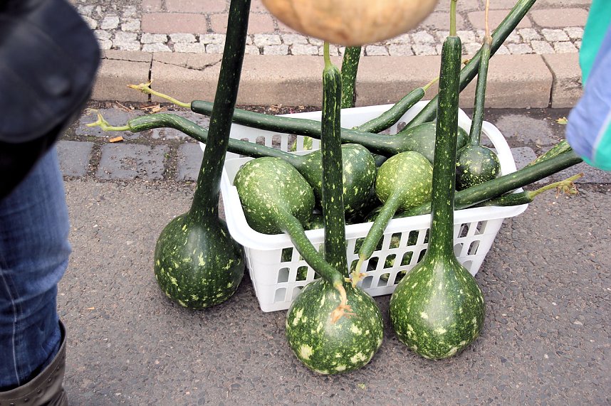 Besuch auf dem Zwiebelmarkt