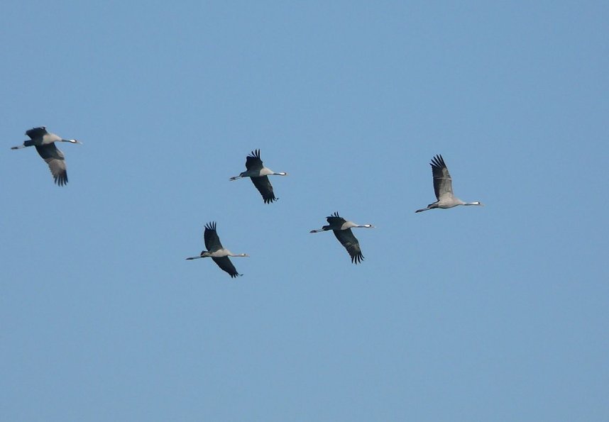 Kraniche brauchen Ruhe
