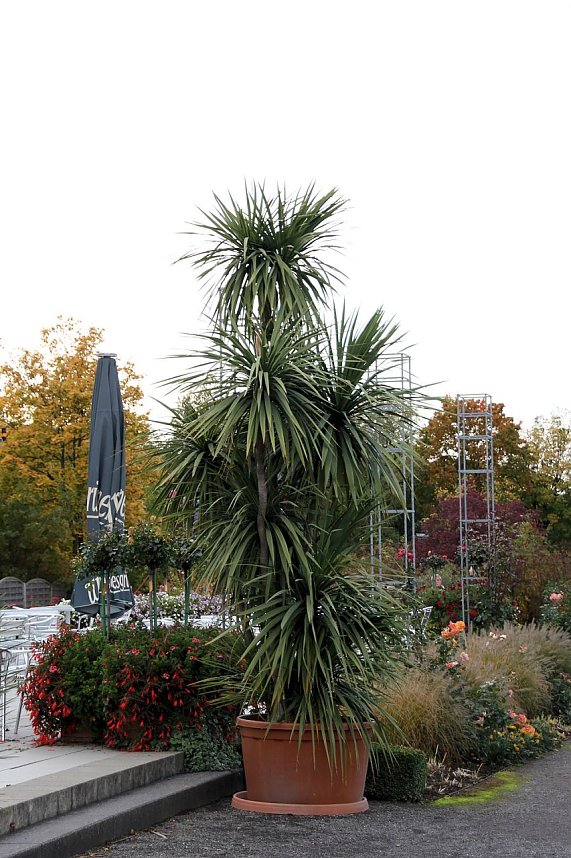 Rosen &uuml;ber Rosen