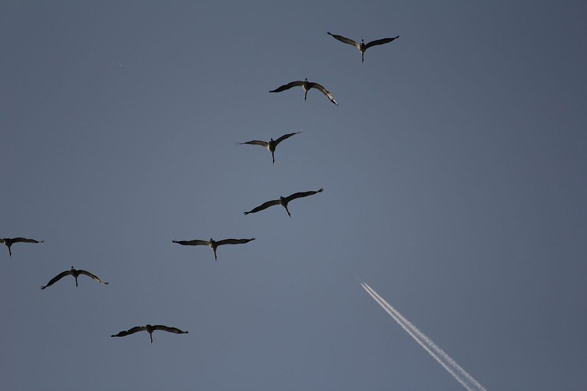 Kraniche am Stausee Kelbra