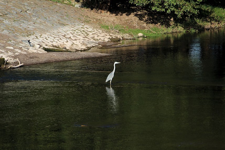 Kraniche am Stausee Kelbra