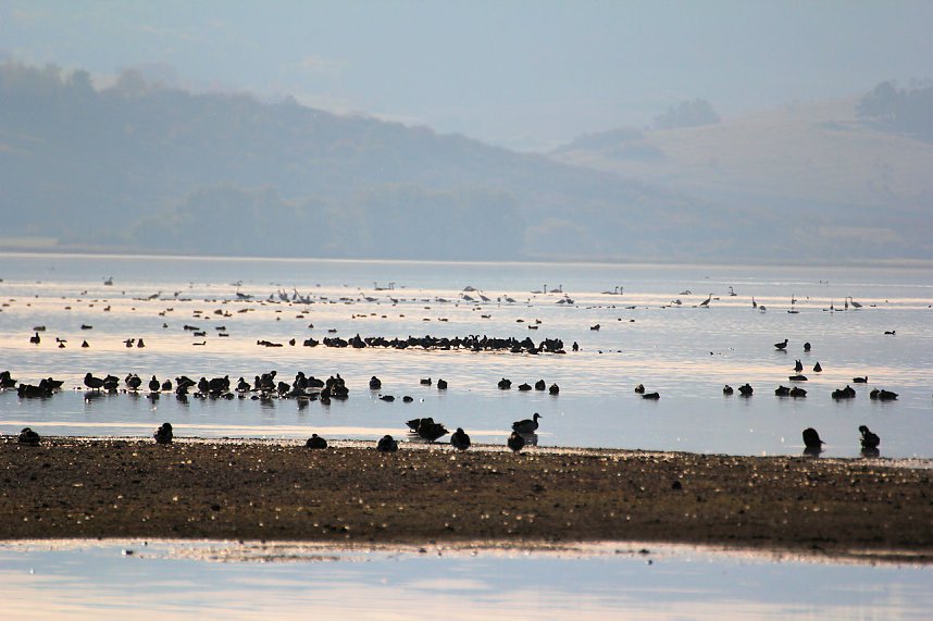 Kraniche am Stausee Kelbra
