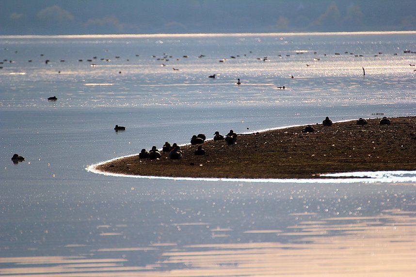 Kraniche am Stausee Kelbra