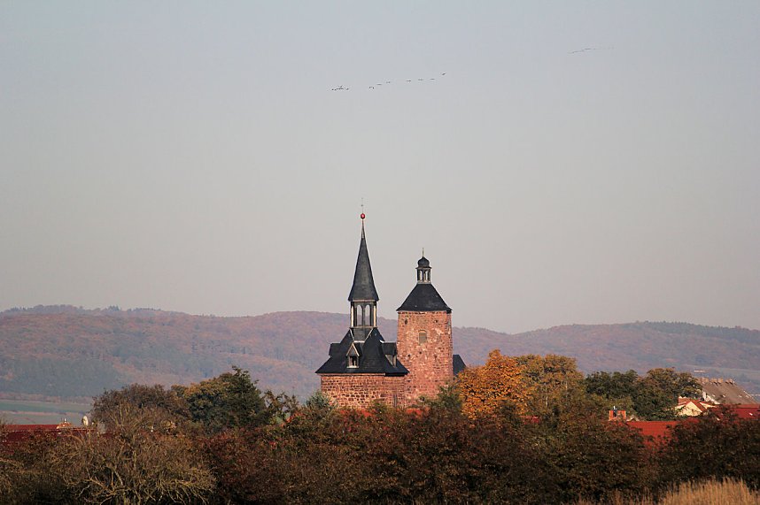 Kraniche am Stausee Kelbra