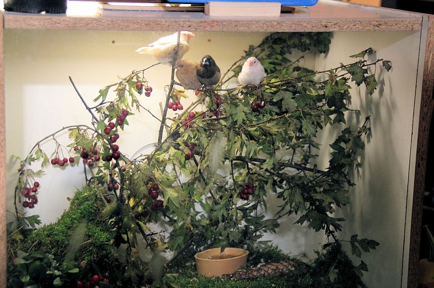 Gefiedertes in Sondershausen