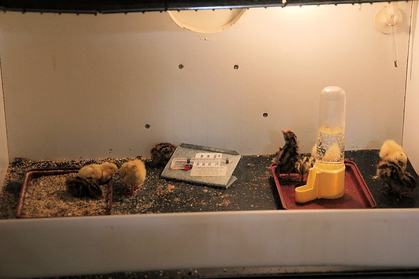 Gefiedertes in Sondershausen