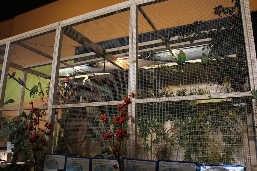 Gefiedertes in Sondershausen