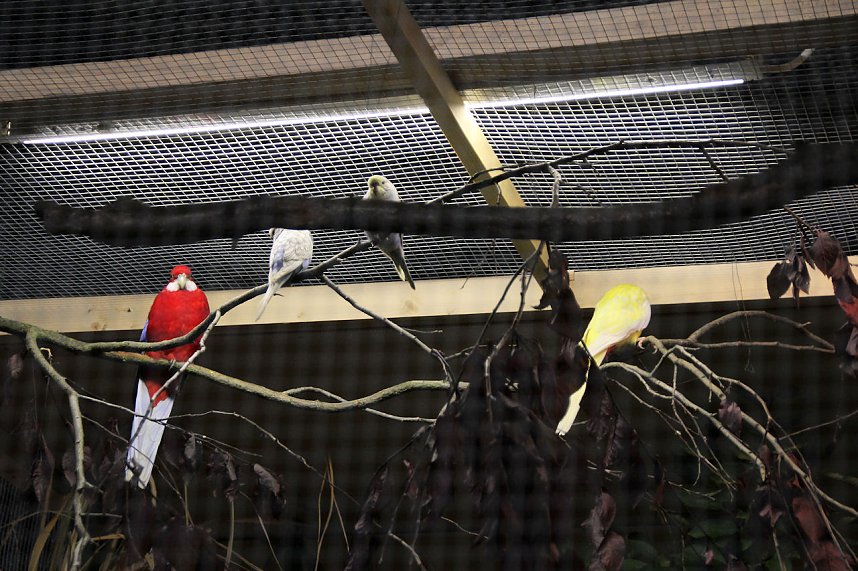 Gefiedertes in Sondershausen