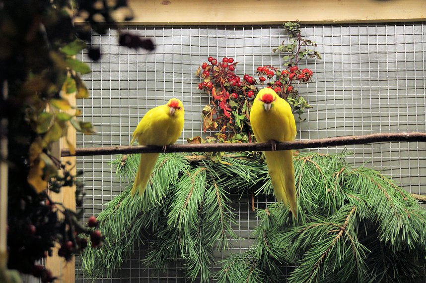 Gefiedertes in Sondershausen