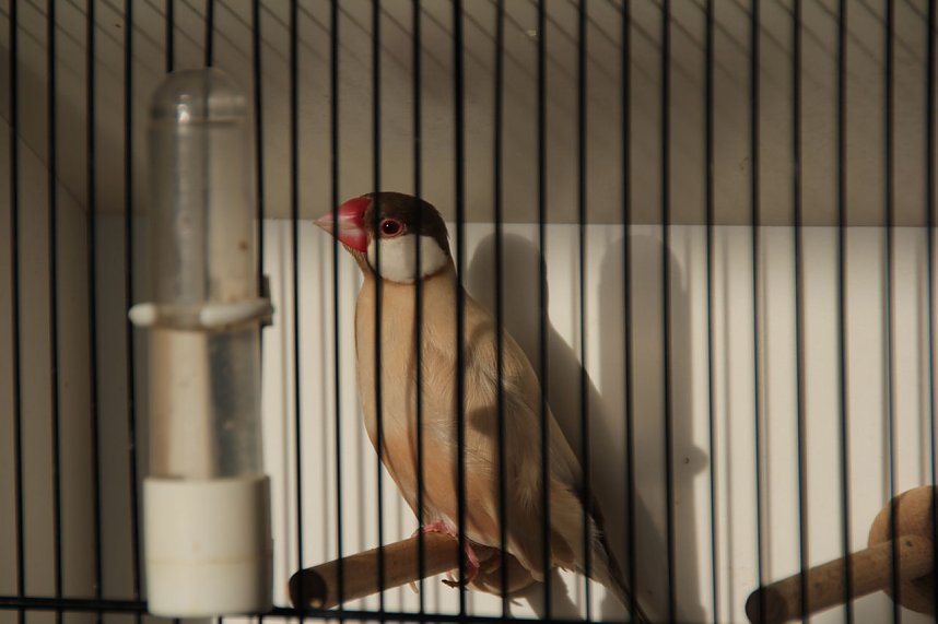 Gefiedertes in Sondershausen