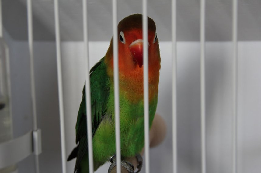 Gefiedertes in Sondershausen