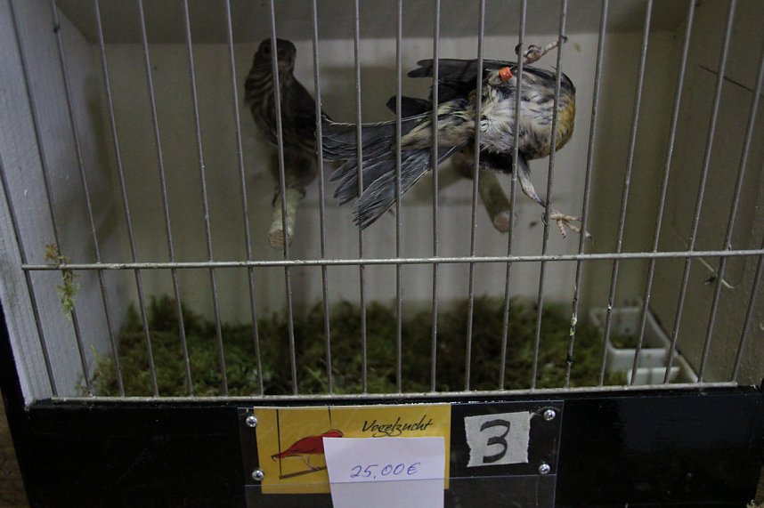 Gefiedertes in Sondershausen