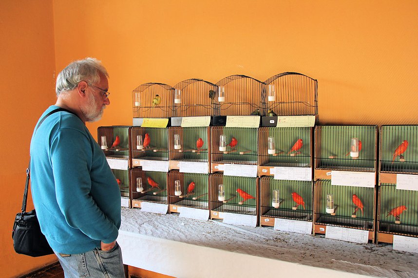 Gefiedertes in Sondershausen