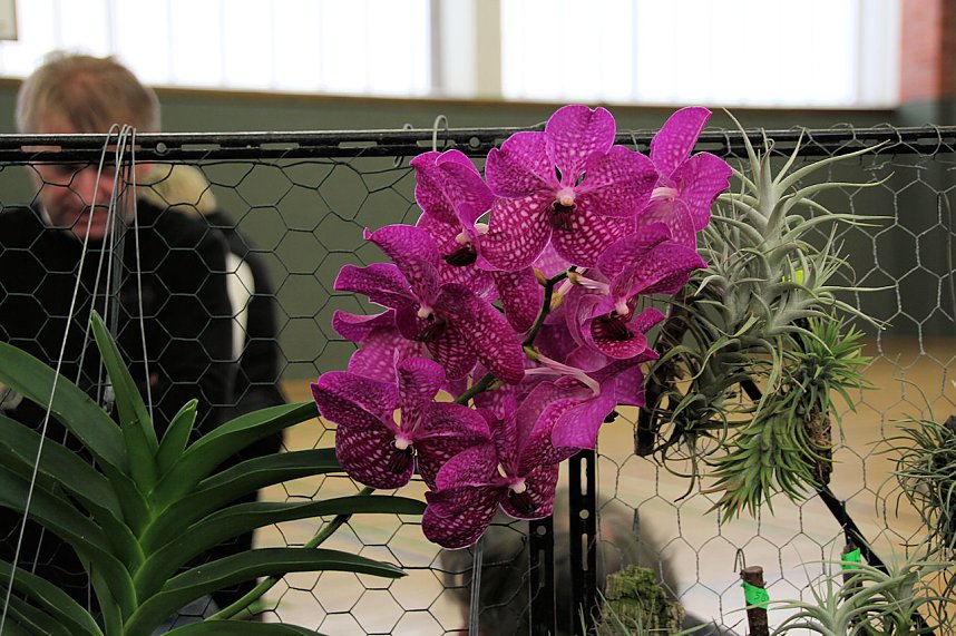 Orchideen in Nordhausen