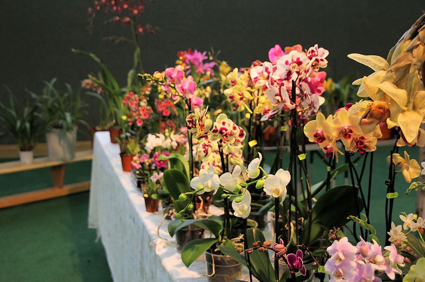 Orchideen in Nordhausen