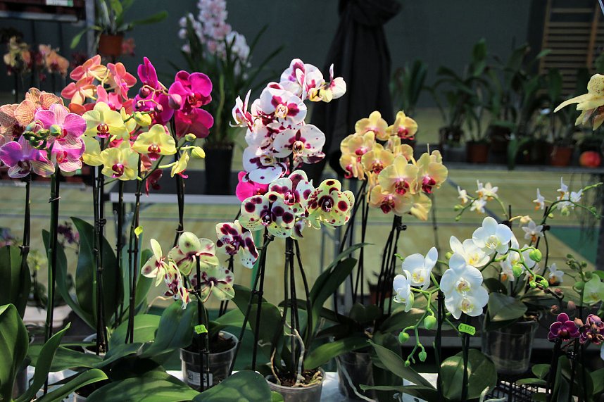 Orchideen in Nordhausen